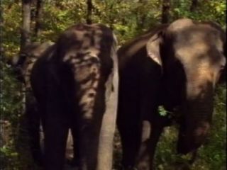 Selen में ला रेजिना Degli Elefanti (हाथियों की रानी भी कहा जाता है) - दृश्य # 1